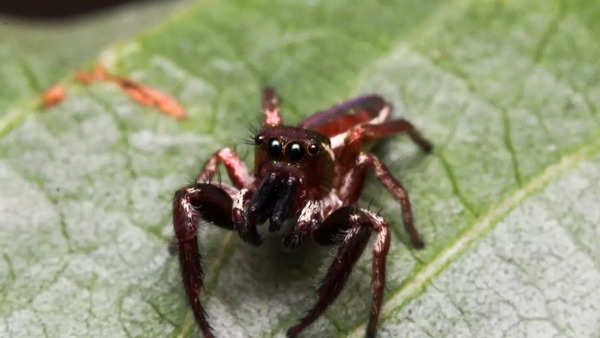 Meet the world's only vegetarian spider; what makes it unique - Times ...