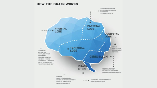 brain health