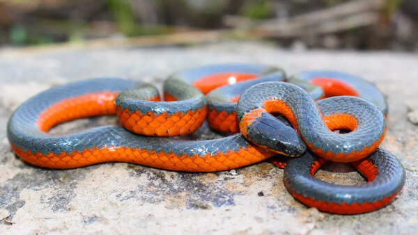 Ring-Necked Snake