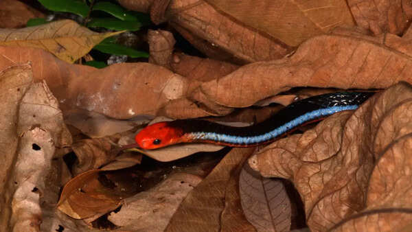 Blue Malayan Coral Snake