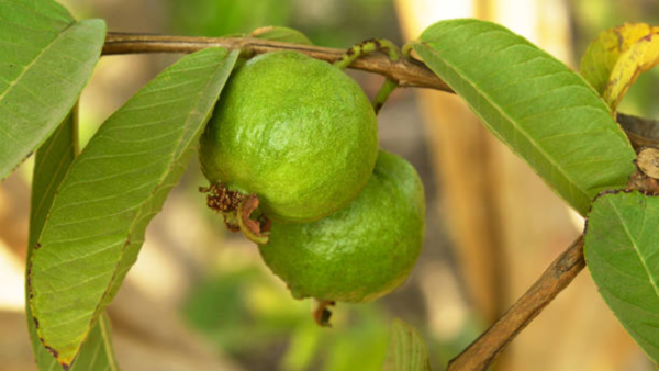 Guava