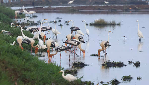 Painted Storks and Large Egrets spotted during the census