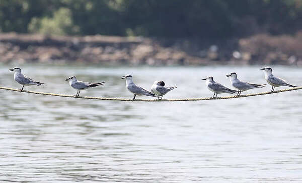 Whiskered Terns spotted during the census