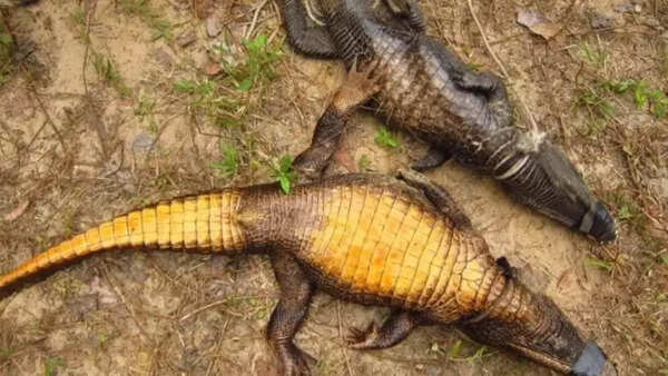 Wait! What! Bat eating crocodiles have started mutating into a new species!