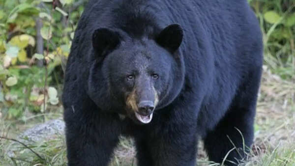 Black bear