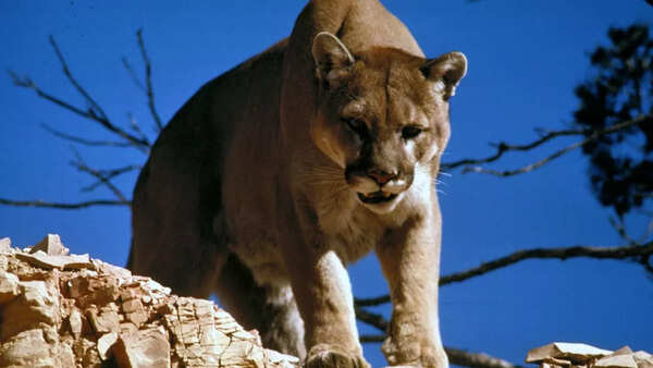 Mountain lion (Cougar)