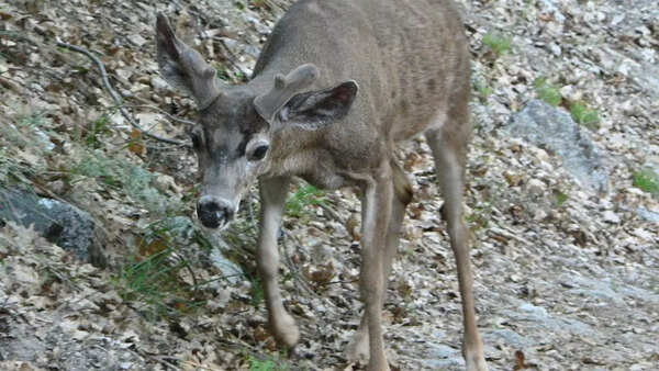 Deer