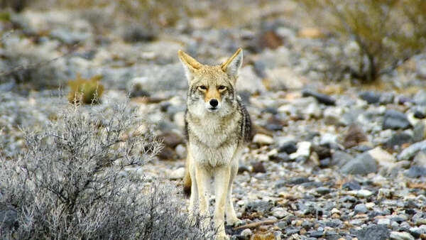 Coyote