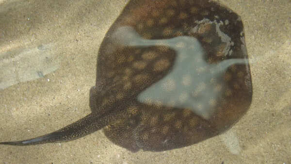 Stingray