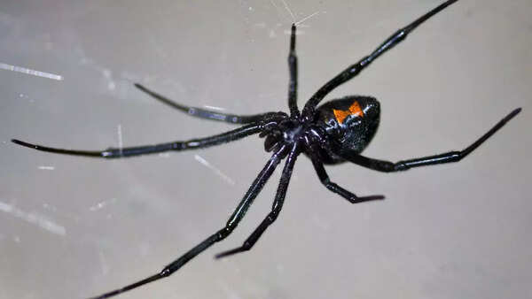 Widow spider