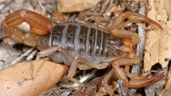 Scorpion
