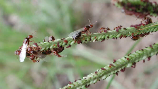 Red fire ant