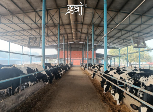 Gaj dairy