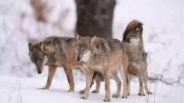 Apennine wolf
