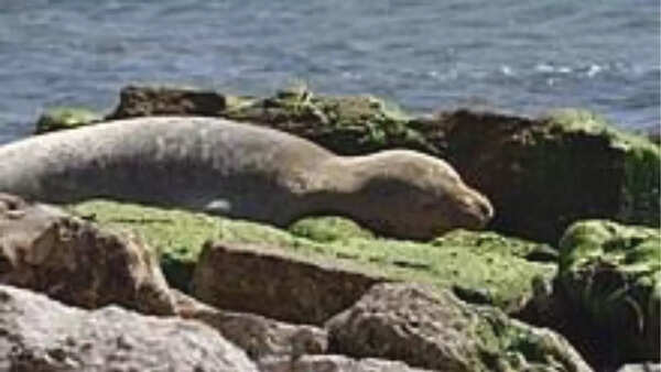Mediterranean monk seal