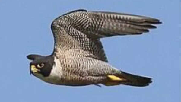 Peregrine falcons