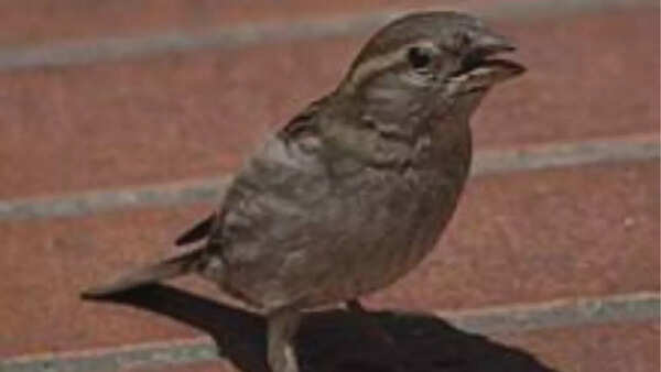 Italian sparrow