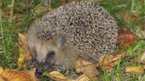 European hedgehog