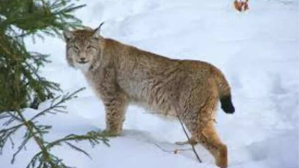 Eurasian lynx