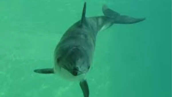 Harbour porpoise