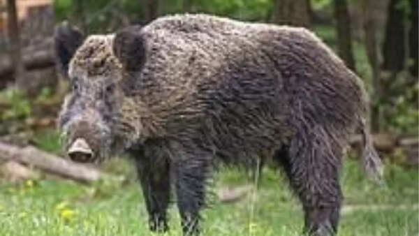 Wild boar