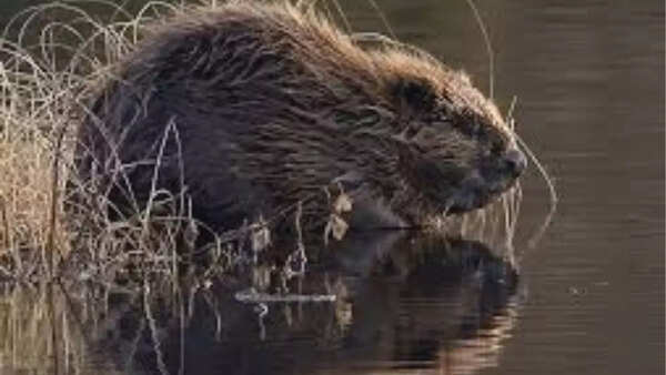 Eurasian Beaver