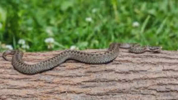Common European adder