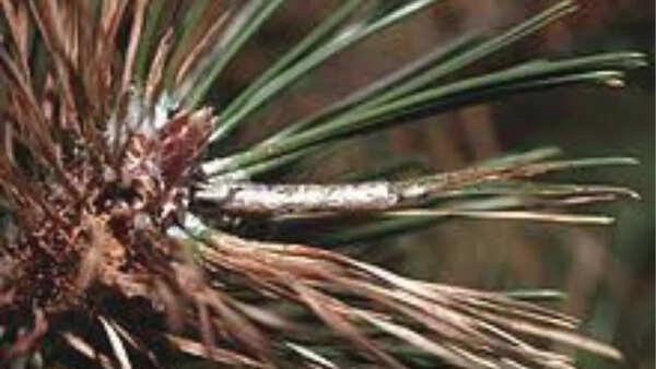 Pine processionary