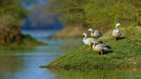 geese