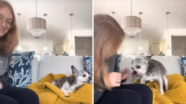 Chihuahua (2)