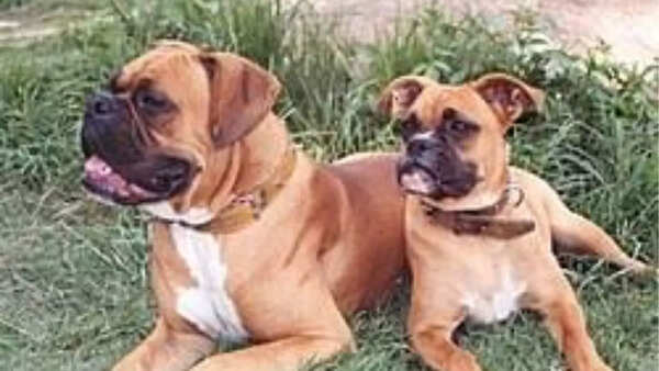 Boxer