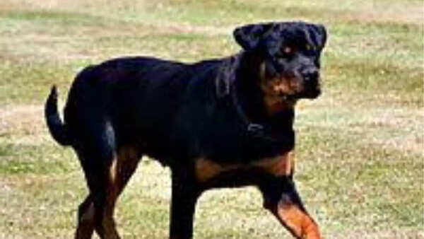 Rotteweiler