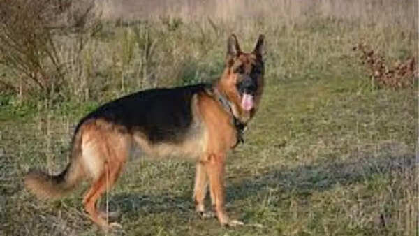 The evolution of dog breeds in the past 100 years | - The Times of India