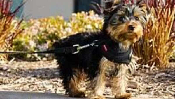 Yorkshire Terriers