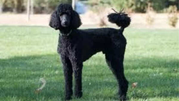 Poodle