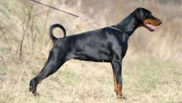 Doberman Pinscher