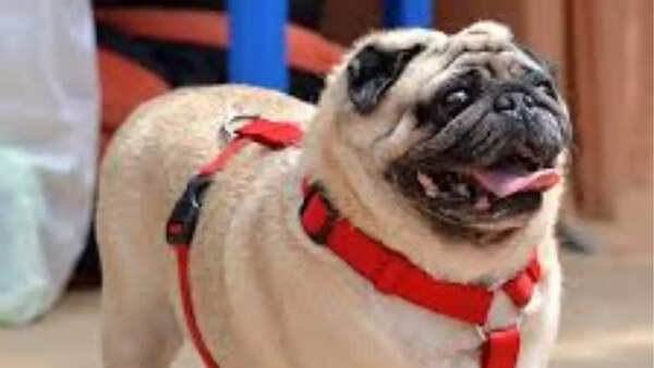 Pug