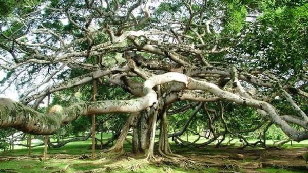 World's largest banyan tree is in India and it's called a Living Coffin -  The Times of India