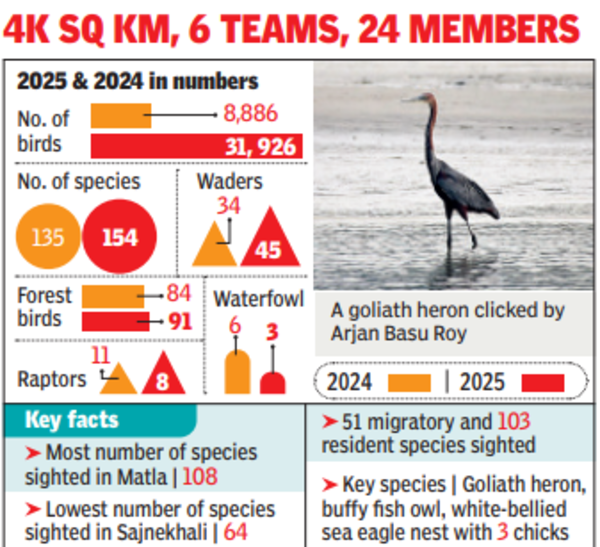 Sundarbans bird count goes up with 32k sightings, 154 species