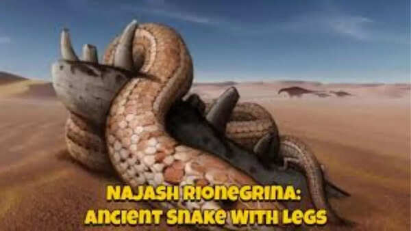 Najash