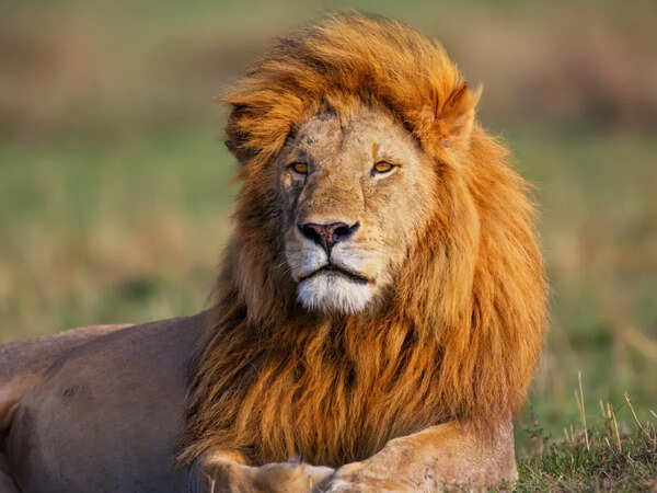 Masai Mara Wildlife