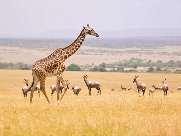 Masai Mara thrilling adventures
