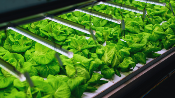 indoor farming