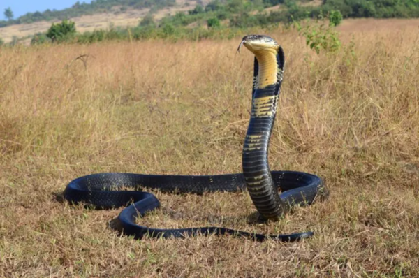 King Cobra (Credits: iStock)
