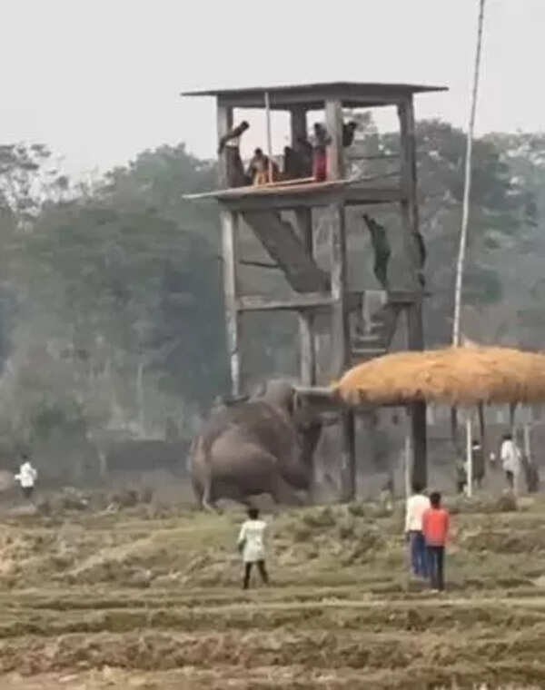 Elephant creates ruckus Elephant creates ruckus