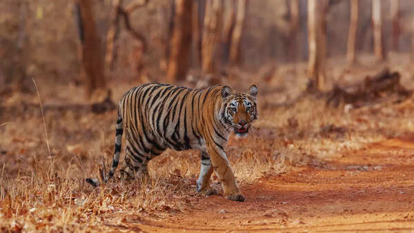 Tiger in Tadoba