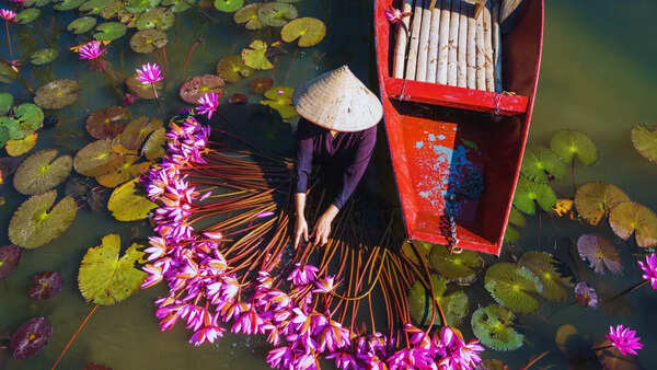 Lotus fields