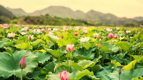 Lotus in Vietnam