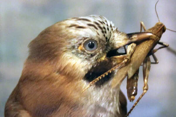 Bird eating locust (Representative Image )