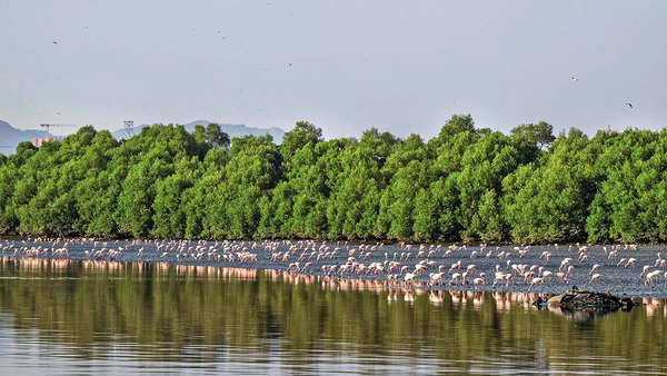 Flamingos at Airoli creek